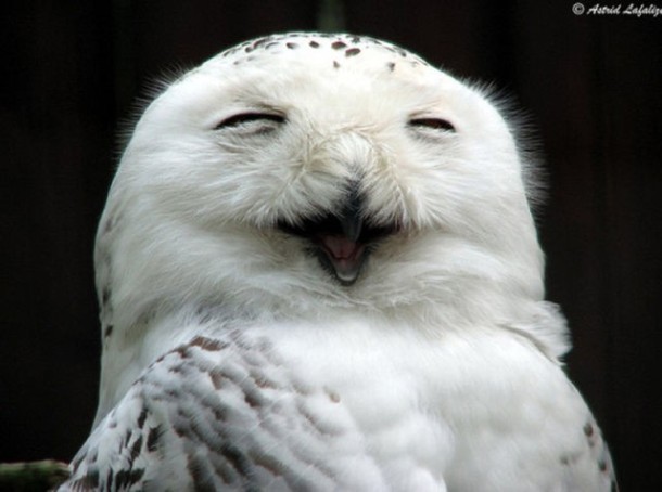 happy-owl